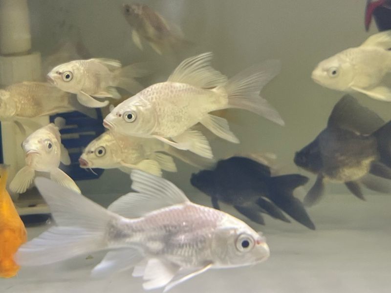 Shortbody Platinum Long Fin Koi