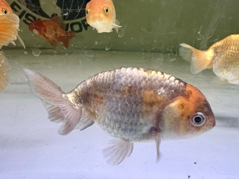 Ranchu Goldfish