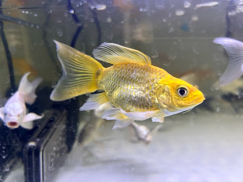 Shortbody Gold Long Fin Koi