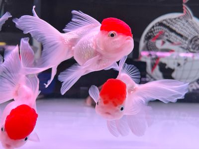 A grade Red Cap Oranda Goldfish