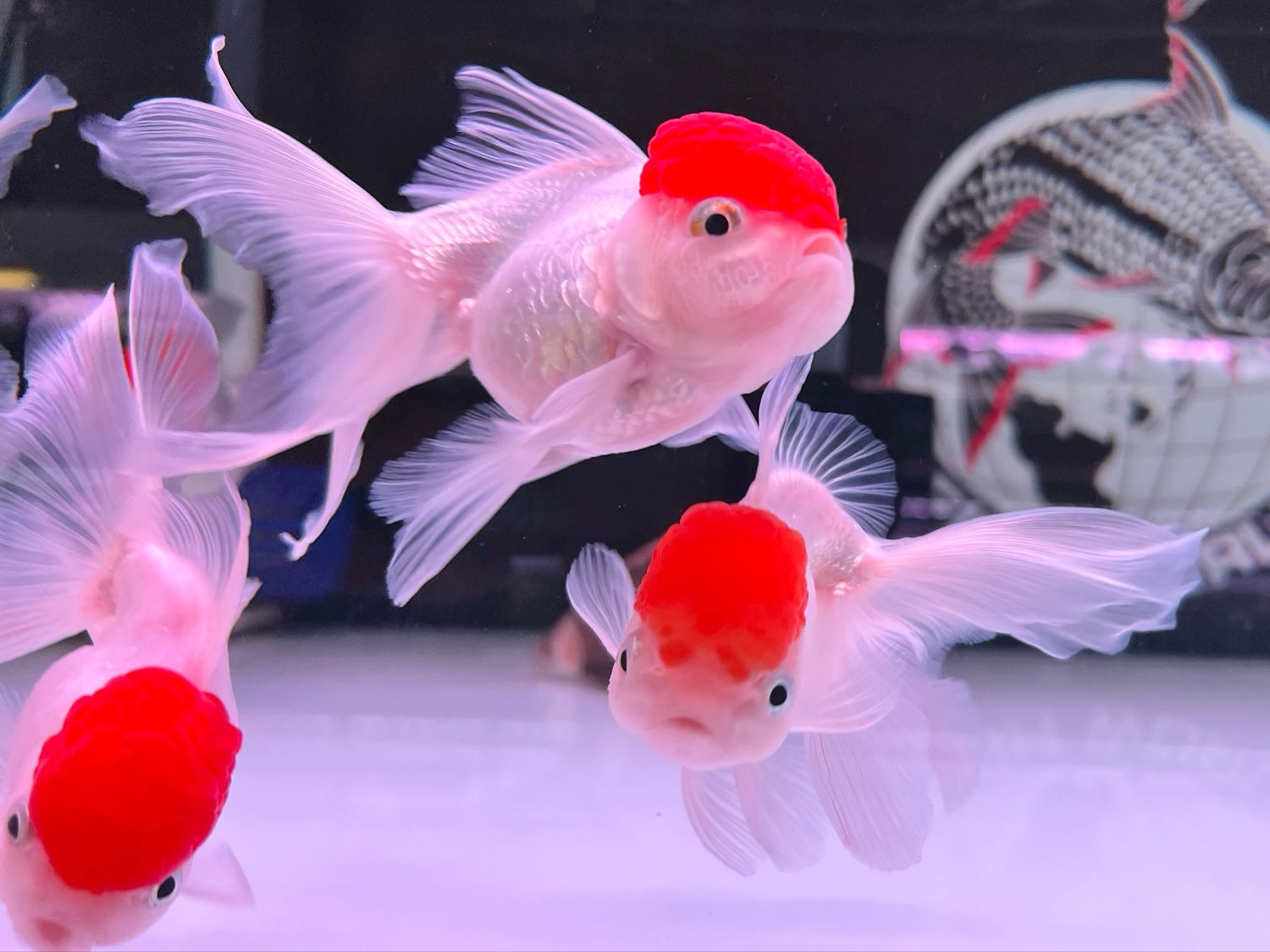 A grade Red Cap Oranda Goldfish
