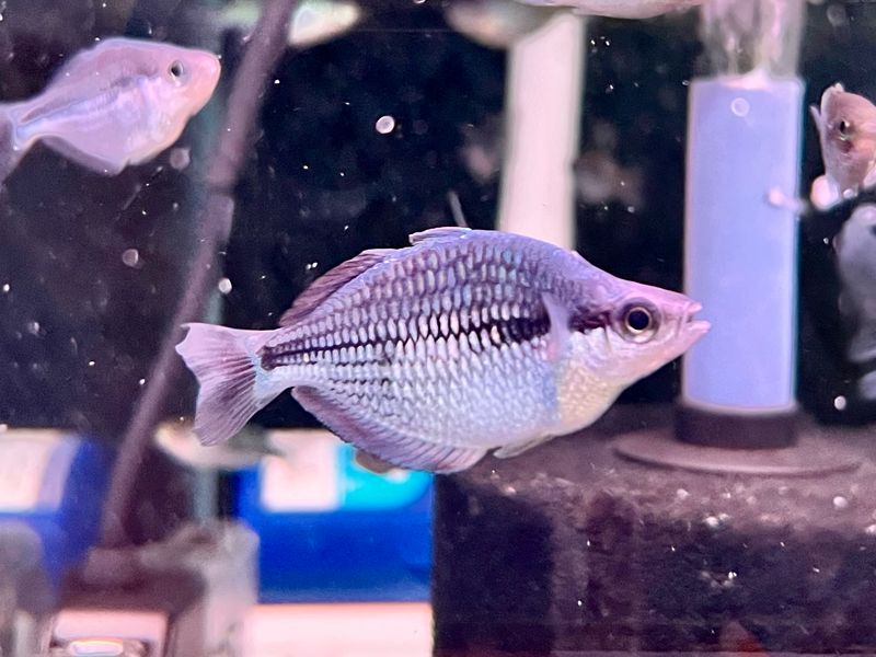 Kamaka Rainbowfish