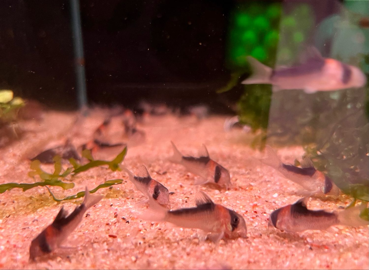 Aldofo cory