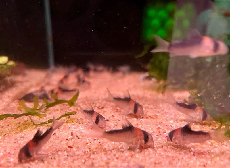 Aldofo cory