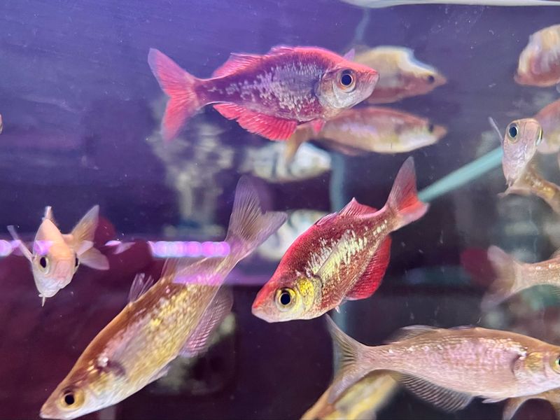 Red Irian Rainbowfish