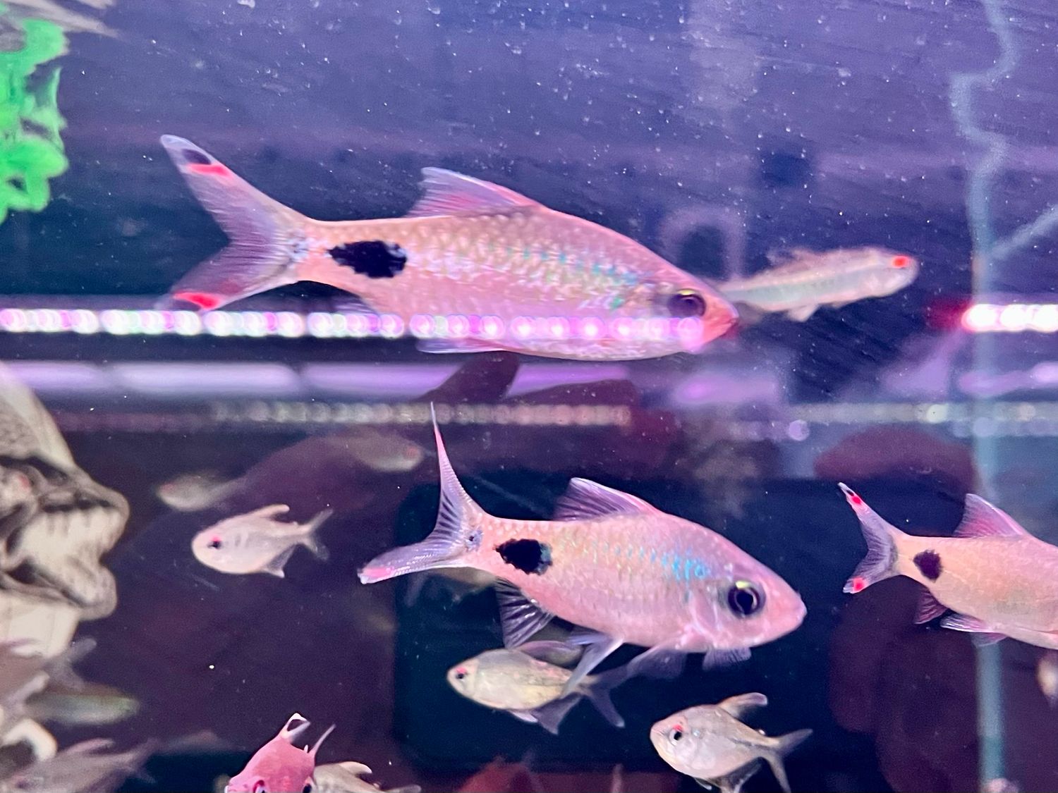 Mascara Barb