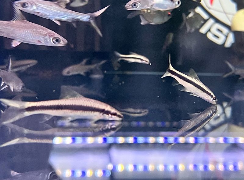 Siamese algae eater
