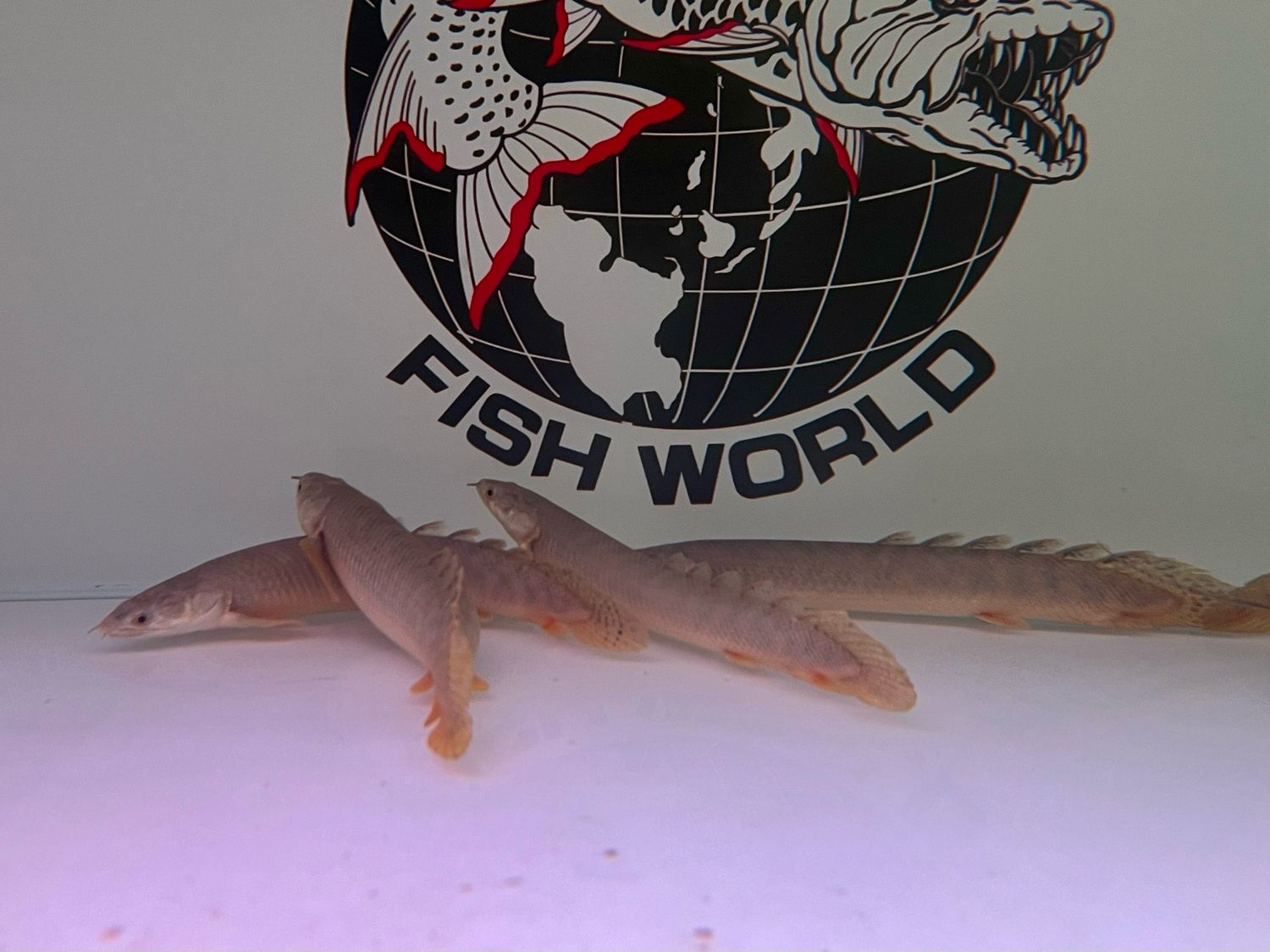Palmas Bichir
