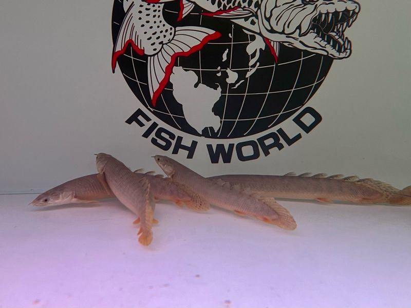Palmas Bichir