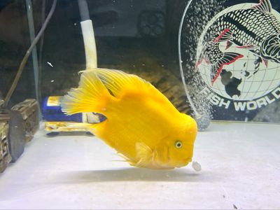 Yellow King Kong Parrot 11&#39;&#39;