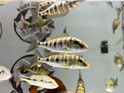 Emperor Cichlid (Boulengerochromis microlepis)