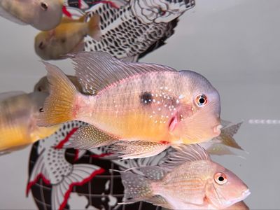 Balzanii Geophagus (Gymnogeophagus balzanii)