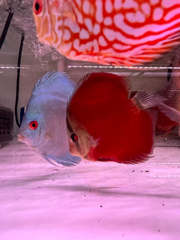 Red Cover Discus