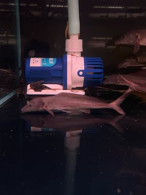 Freshwater Dolphin Fish (Mormyrus Longirostris)