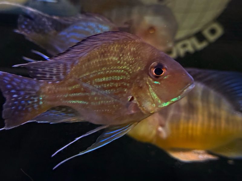Short Body Sveni Eartheater Cichlid Parana (Geophagus Sveni)