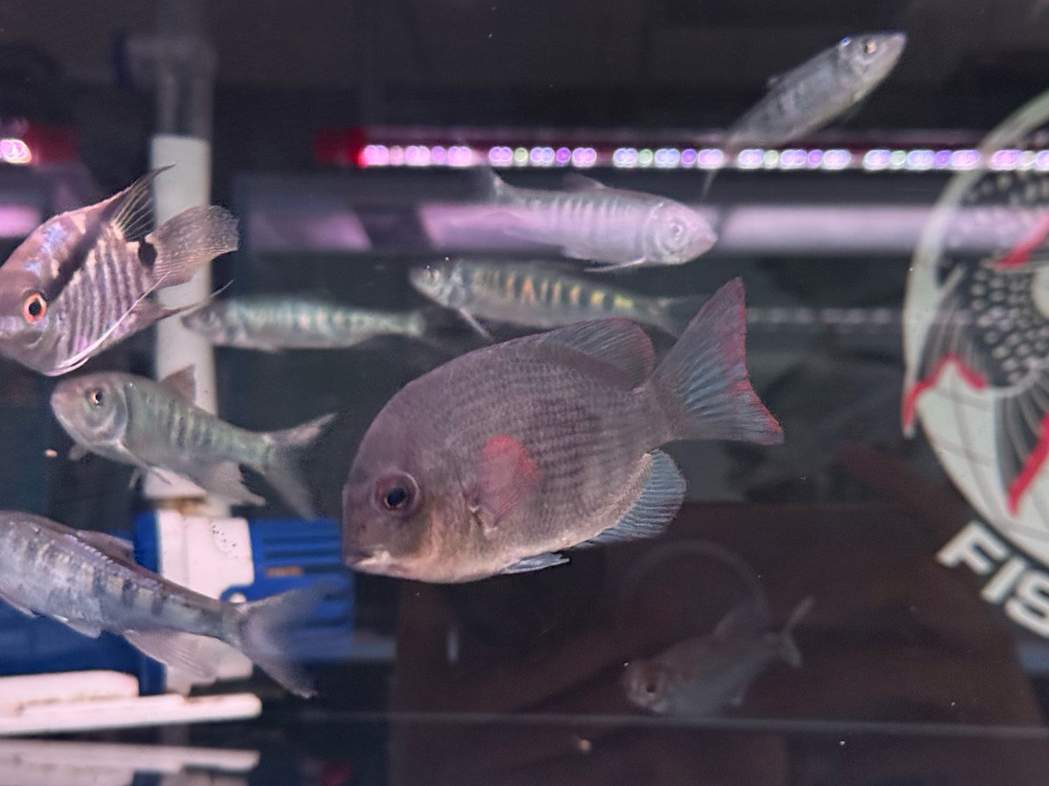 Samba Cichlid