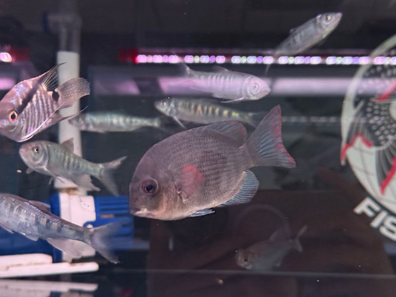 Samba Cichlid