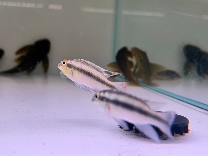 Nigerian Kribensis Cichlid (Pelvicachromis Taeniatus)