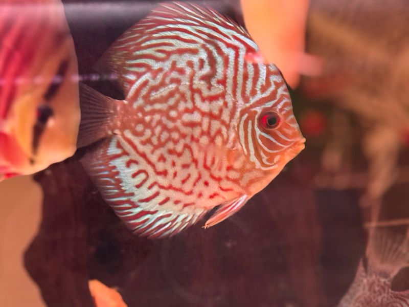 Tiger Turquoise Discus 