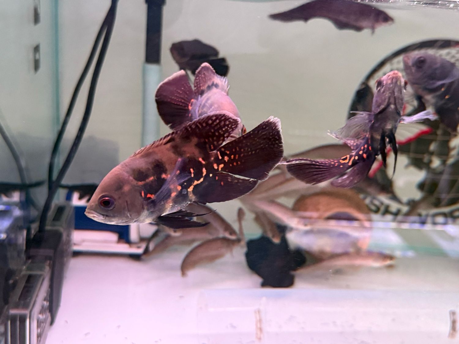 Long Fin Tiger Oscar