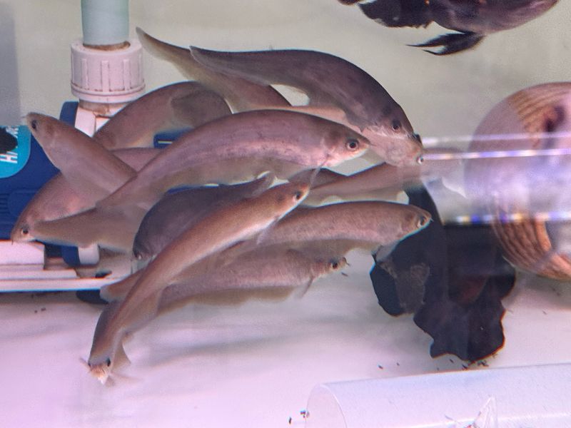African Brown Knifefish (Xenomystus nigri)