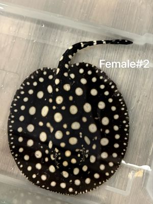 Stingray