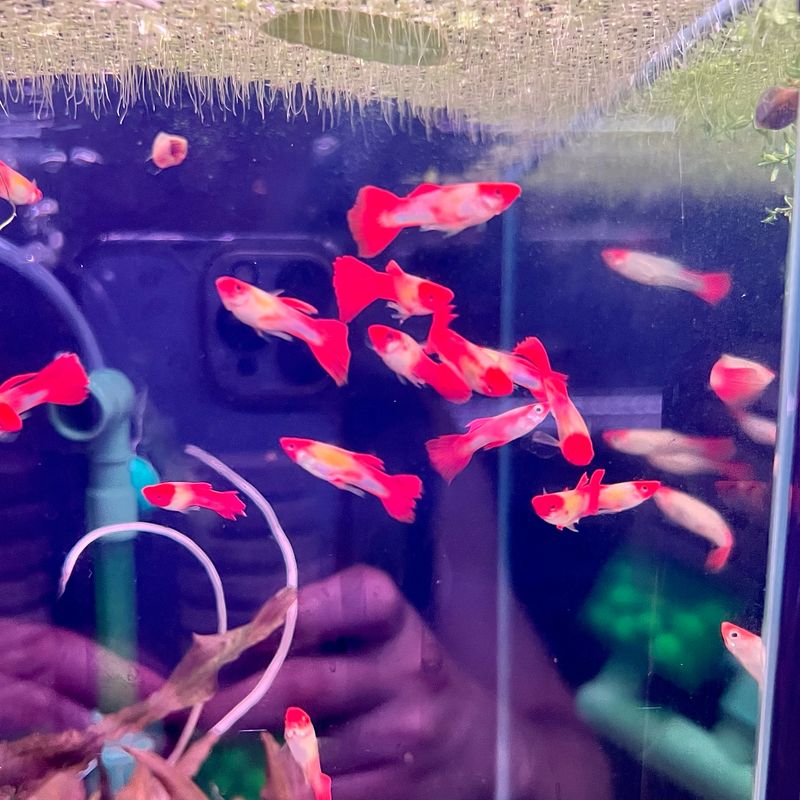 Koi guppy (pair)