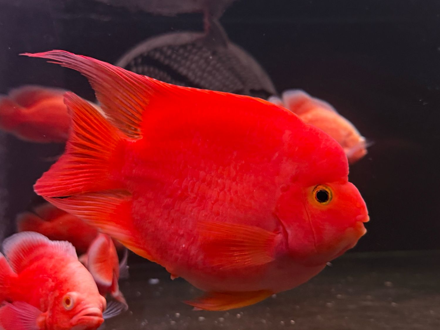 King Kong Yuan Bao Parrot Cichlid (Cichlasoma Sp)