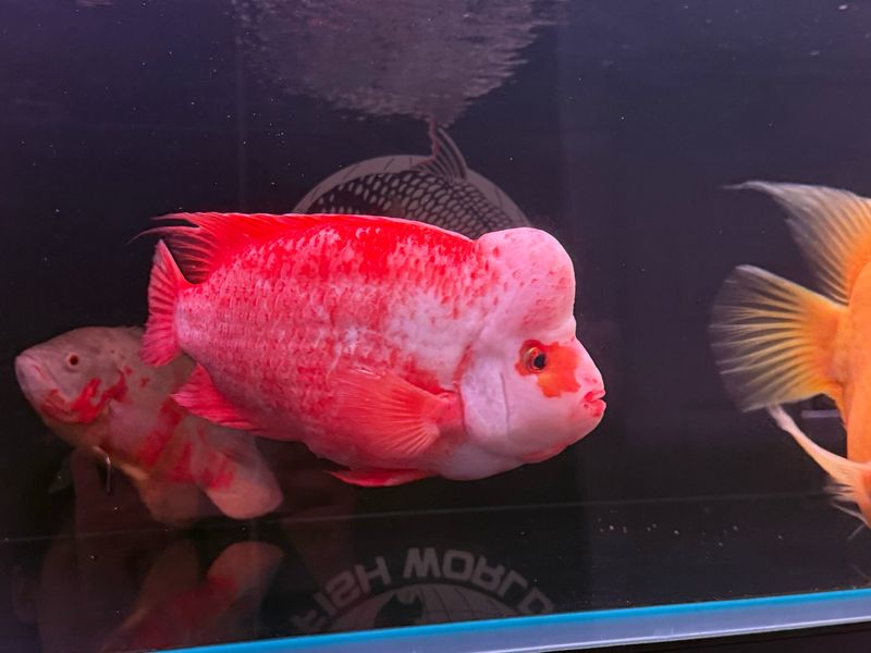 Midas x Kohaki hybrid