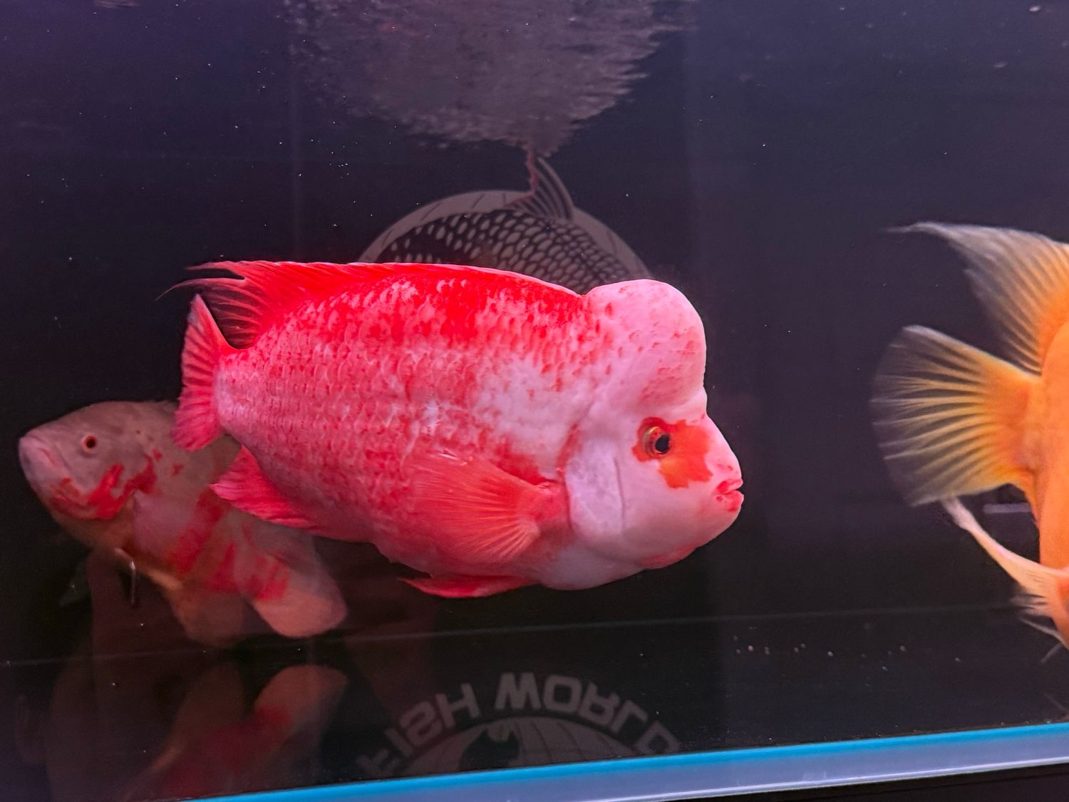 Midas x Kohaki hybrid