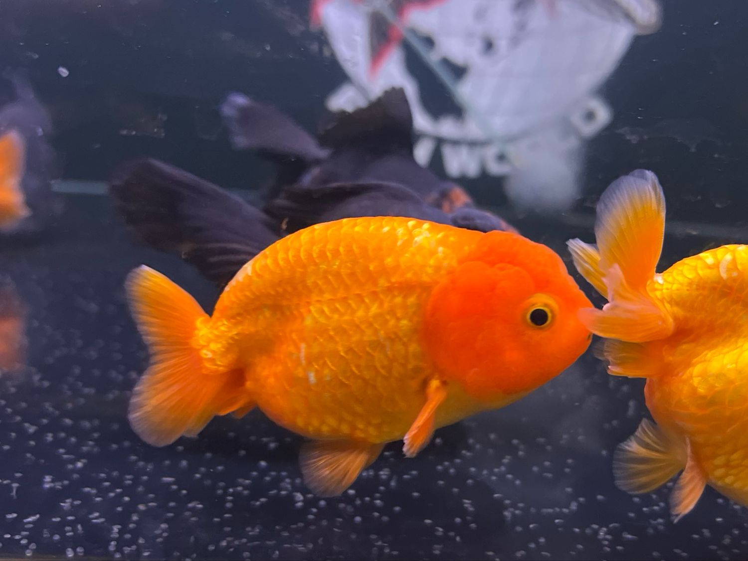 A+ grade Metallic Ranchu Goldfish