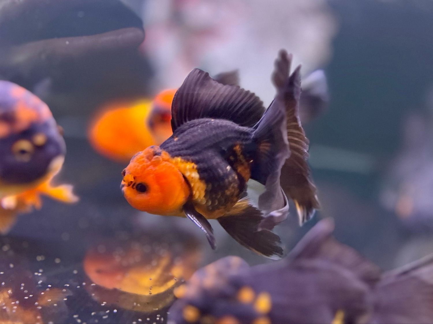 A+ grade Black And Red Oranda Goldfish