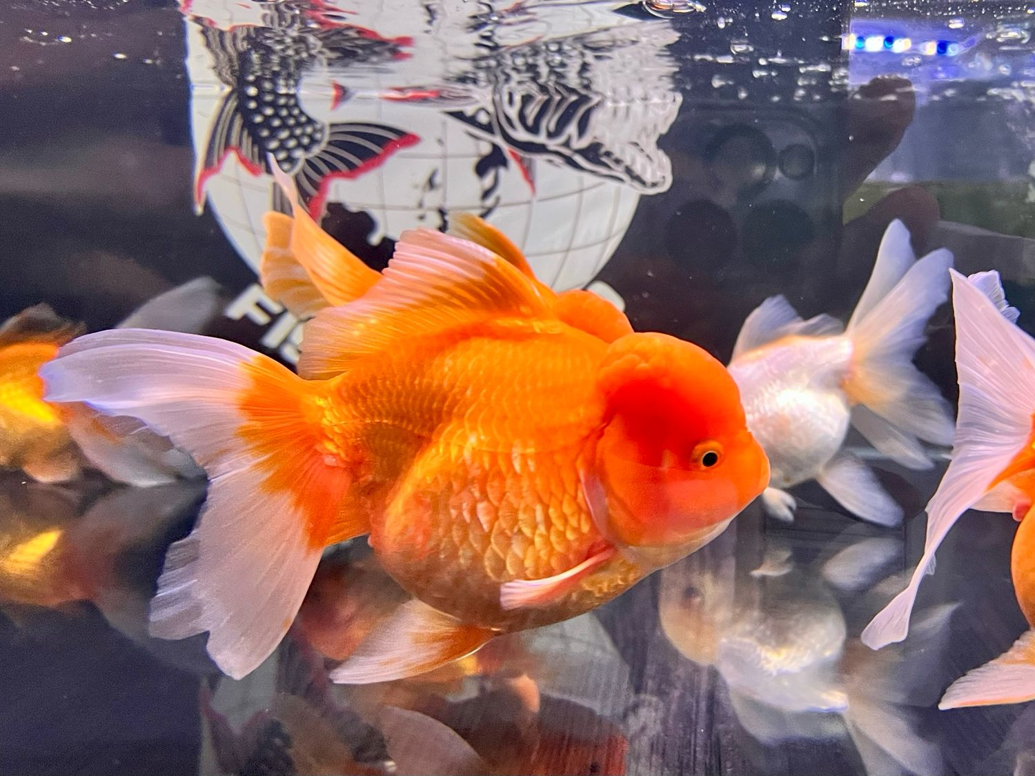 A Grade Large Metallic Oranda Goldfish
