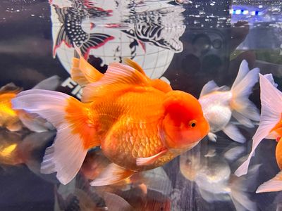 A Grade Large Metallic Oranda Goldfish