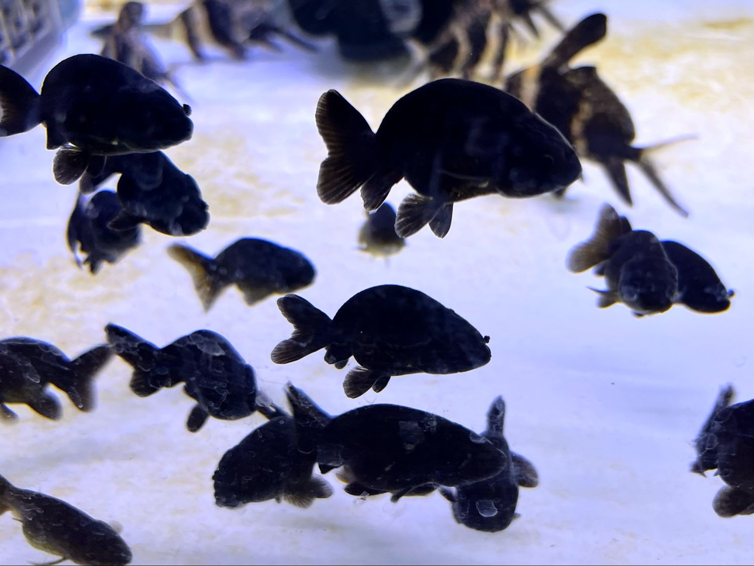 Black Ranchu