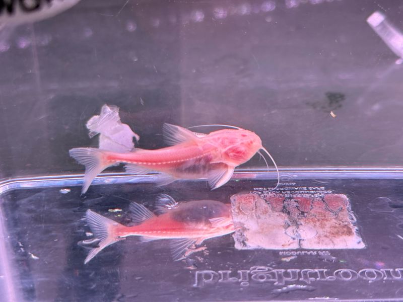 Albino Granulated Catfish