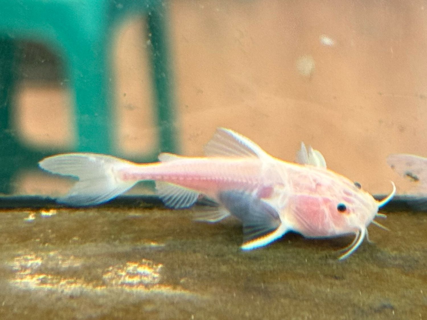 Black eye Granulated Catfish