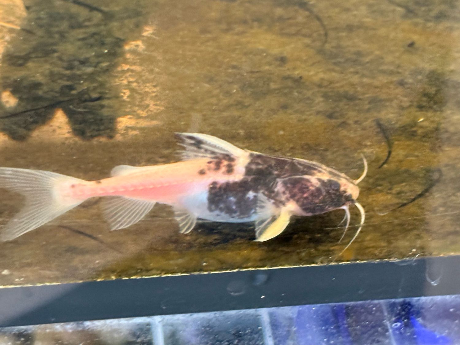 Panda Granulated Catfish