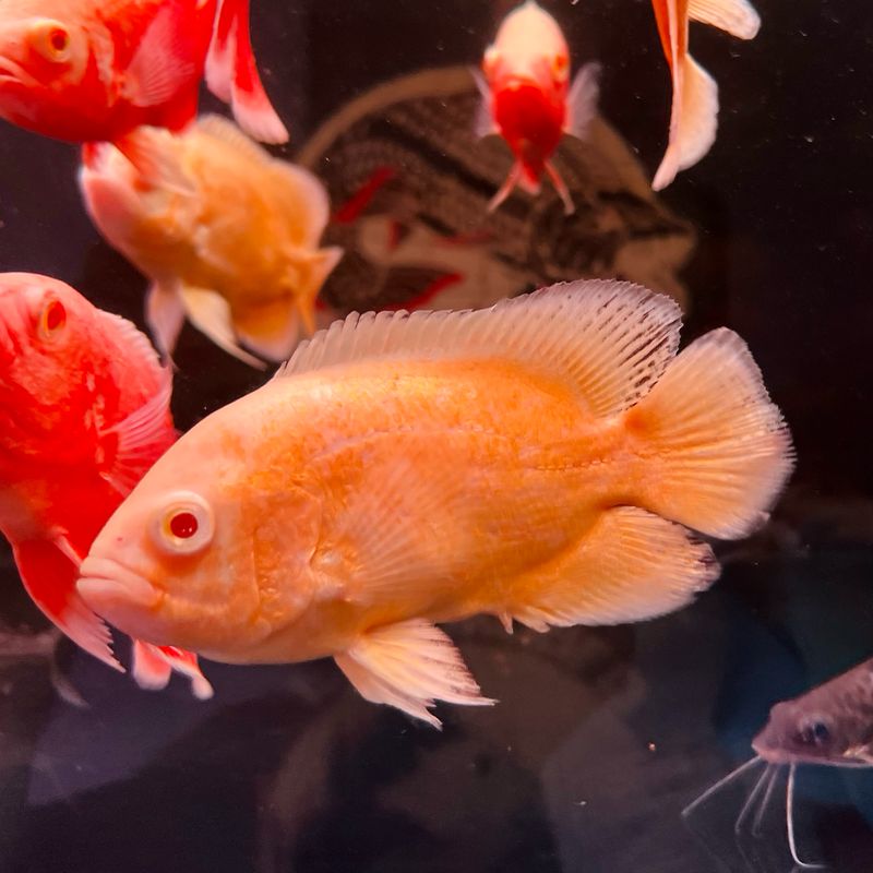 Neon Lemon Oscar