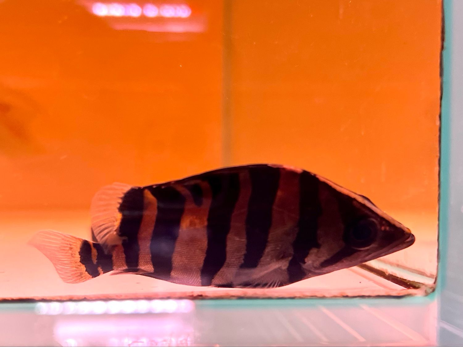 Sumatra Tiger Datnoid