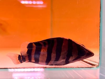 Sumatra Tiger Datnoid