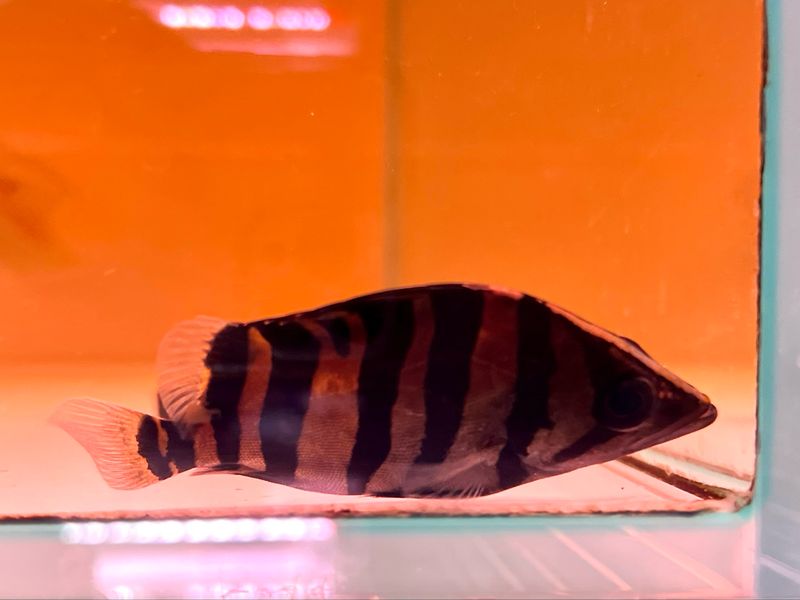 Sumatra Tiger Datnoid