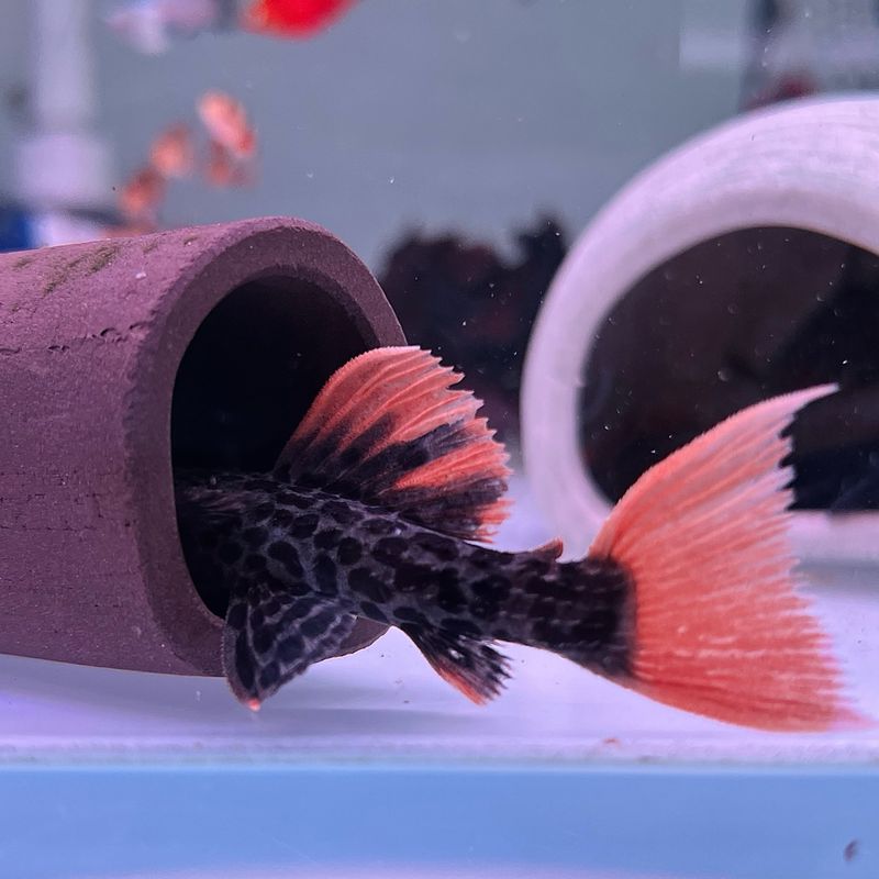 L600 Leopard Cactus Pleco (Pseudacanthicus Leopardus)
