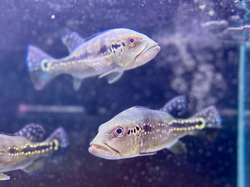 Azul Peacock Bass