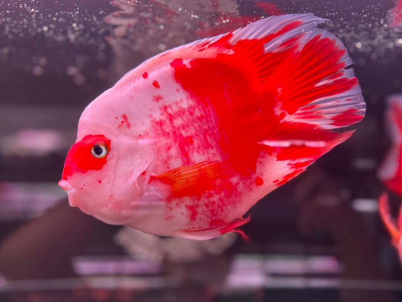 Kohaku King Kong Parrot (red &amp; white) 9-10&#39;&#39;