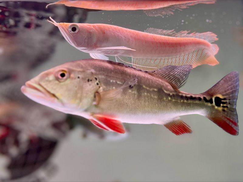 Intermedia Peacock Bass