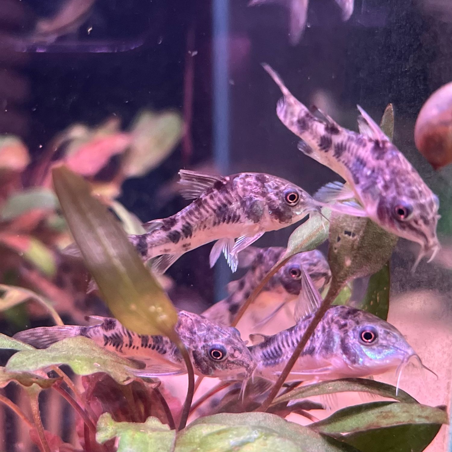 Peppered Cory