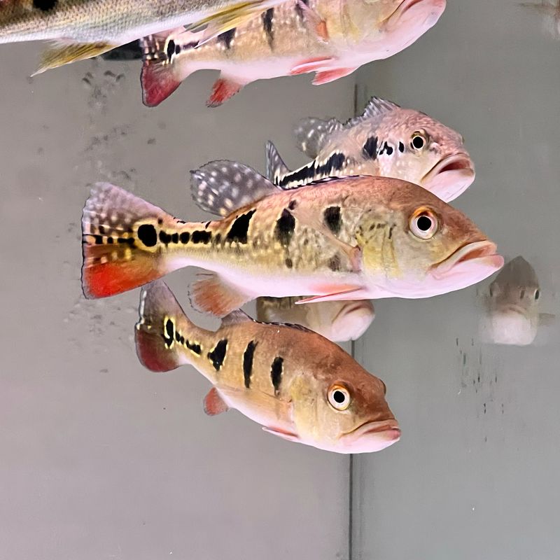 Xingu Peacock Bass (Cichla Melaniae)