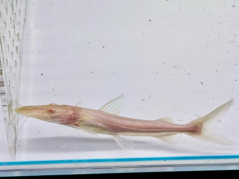 Albino Tiger Shovelnose Catfish