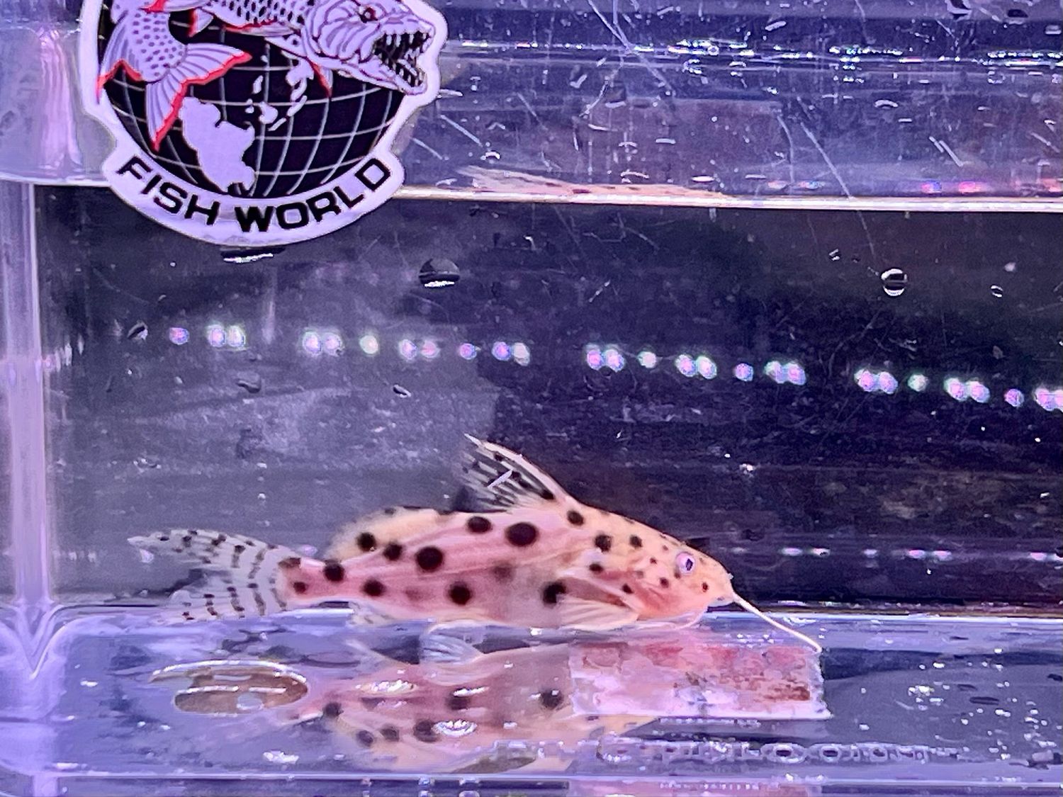 Ocellifer Catfish (Synodontis Ocellifer)